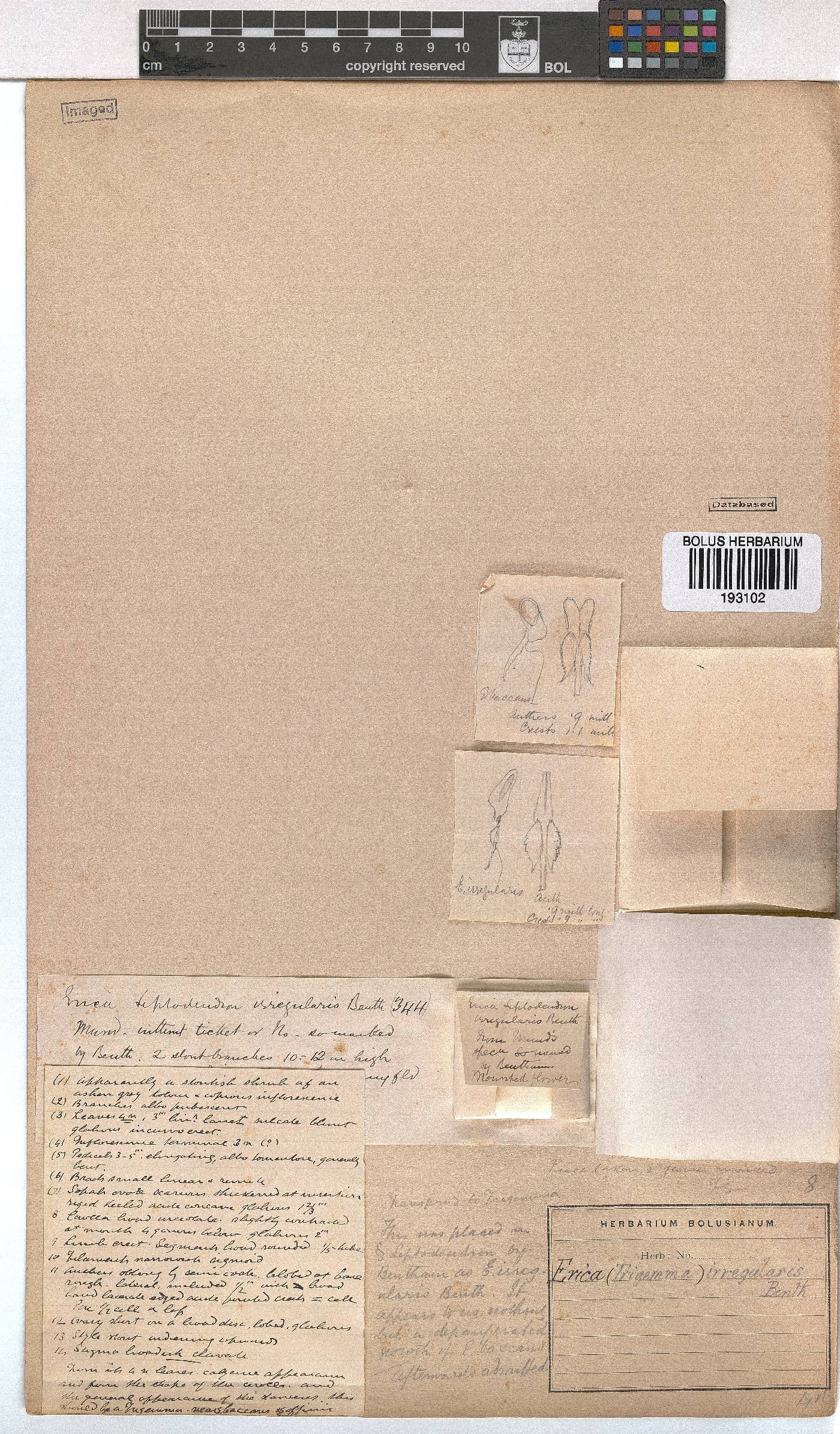 Erica irregularis image