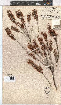 Erica irregularis image