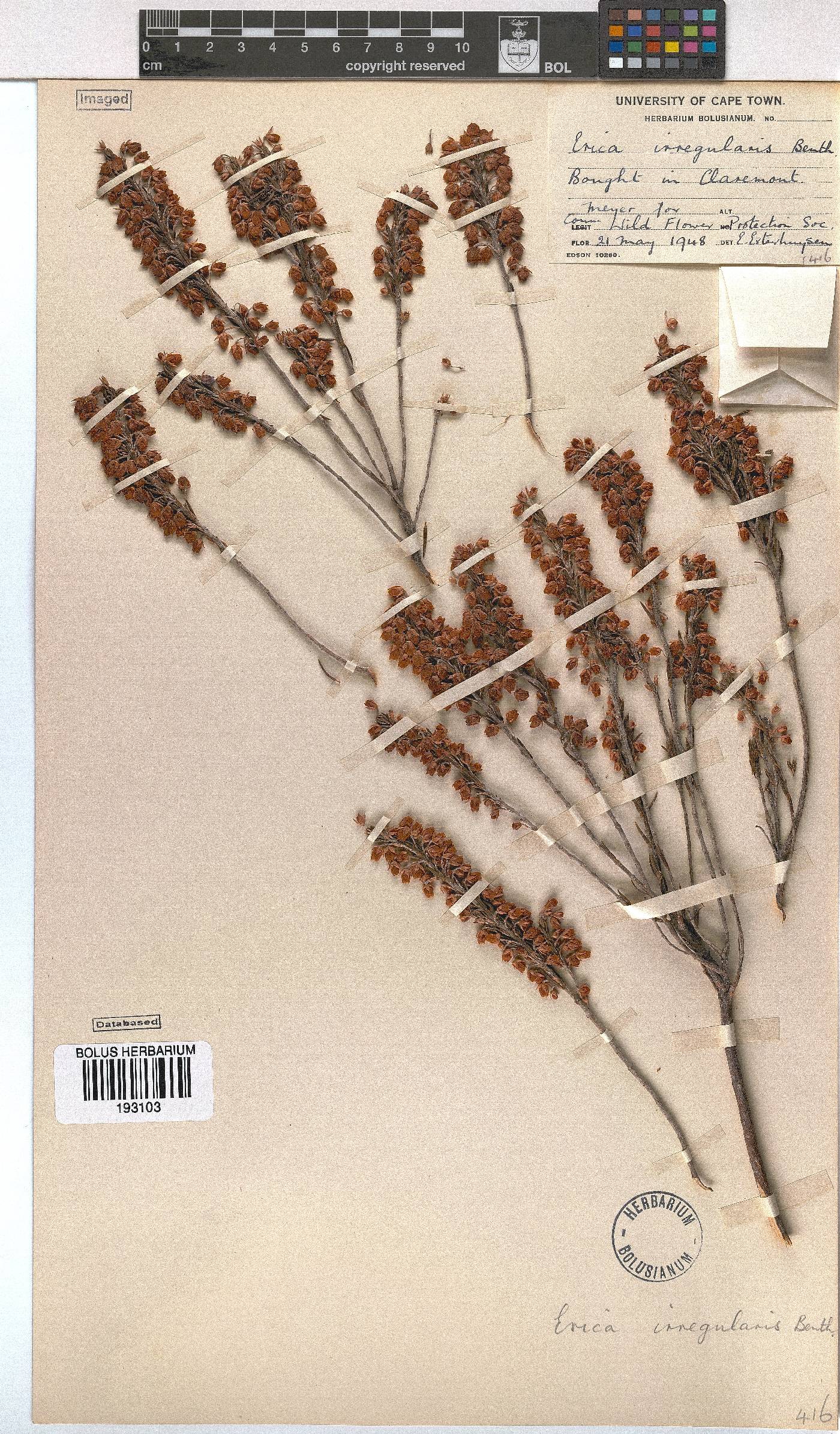 Erica irregularis image