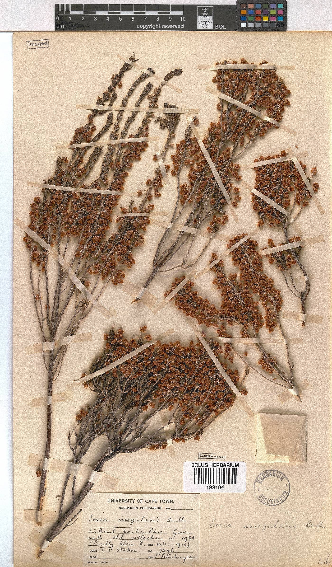 Erica irregularis image