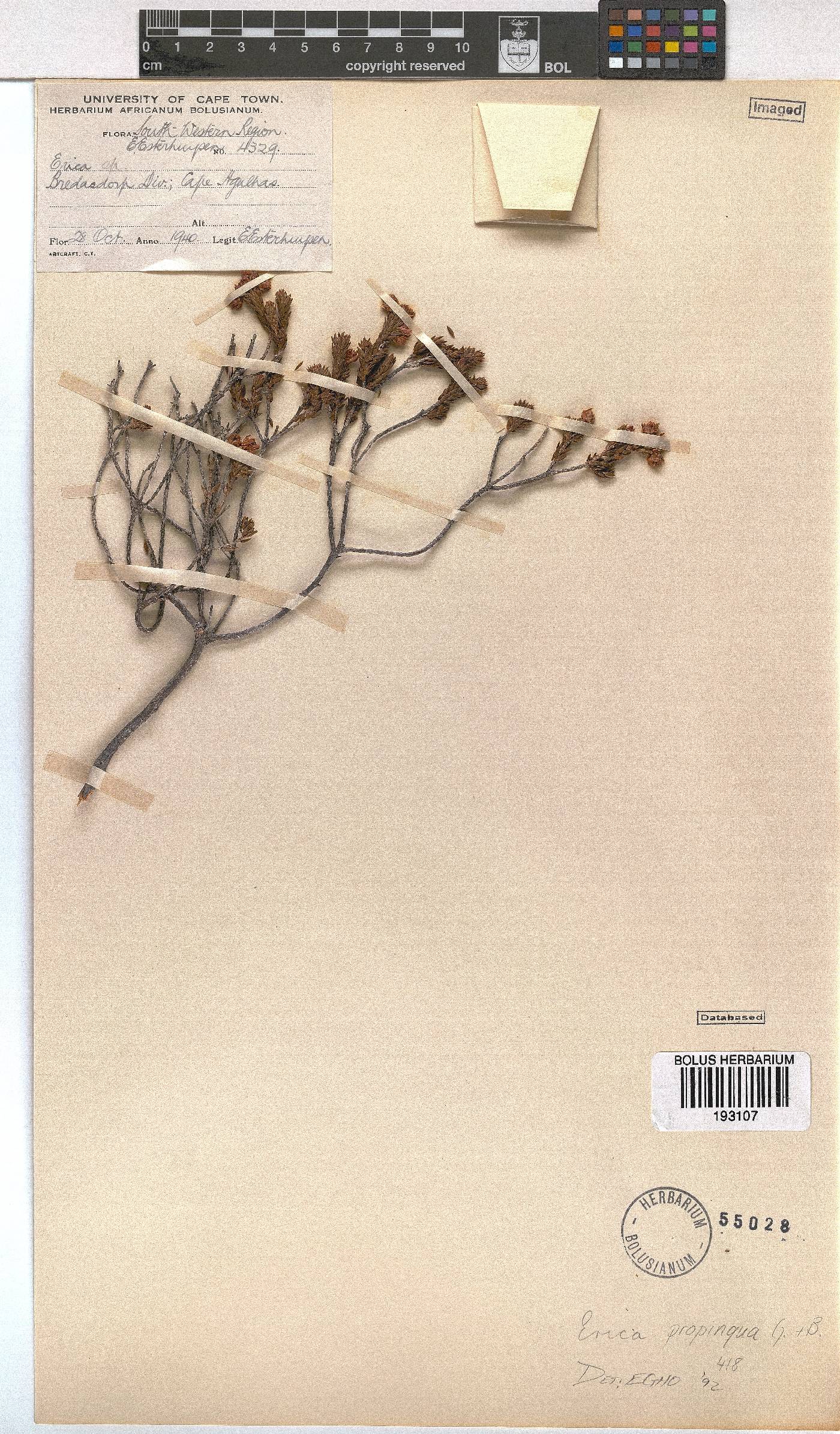 Erica propinqua image
