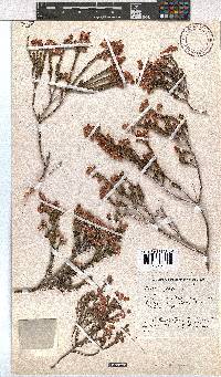 Erica propinqua image