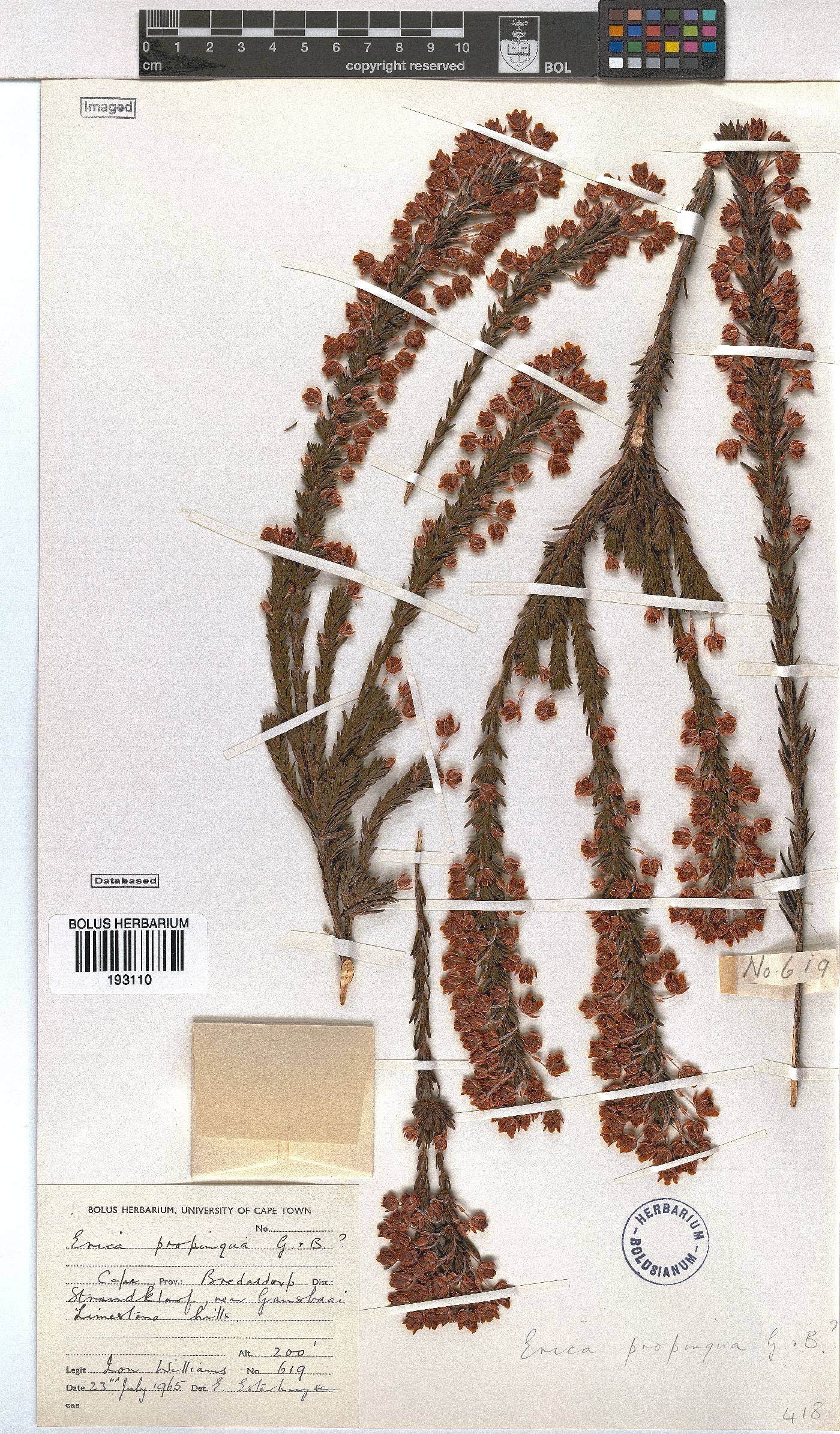 Erica propinqua image