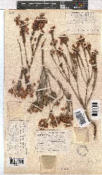 Erica propinqua image