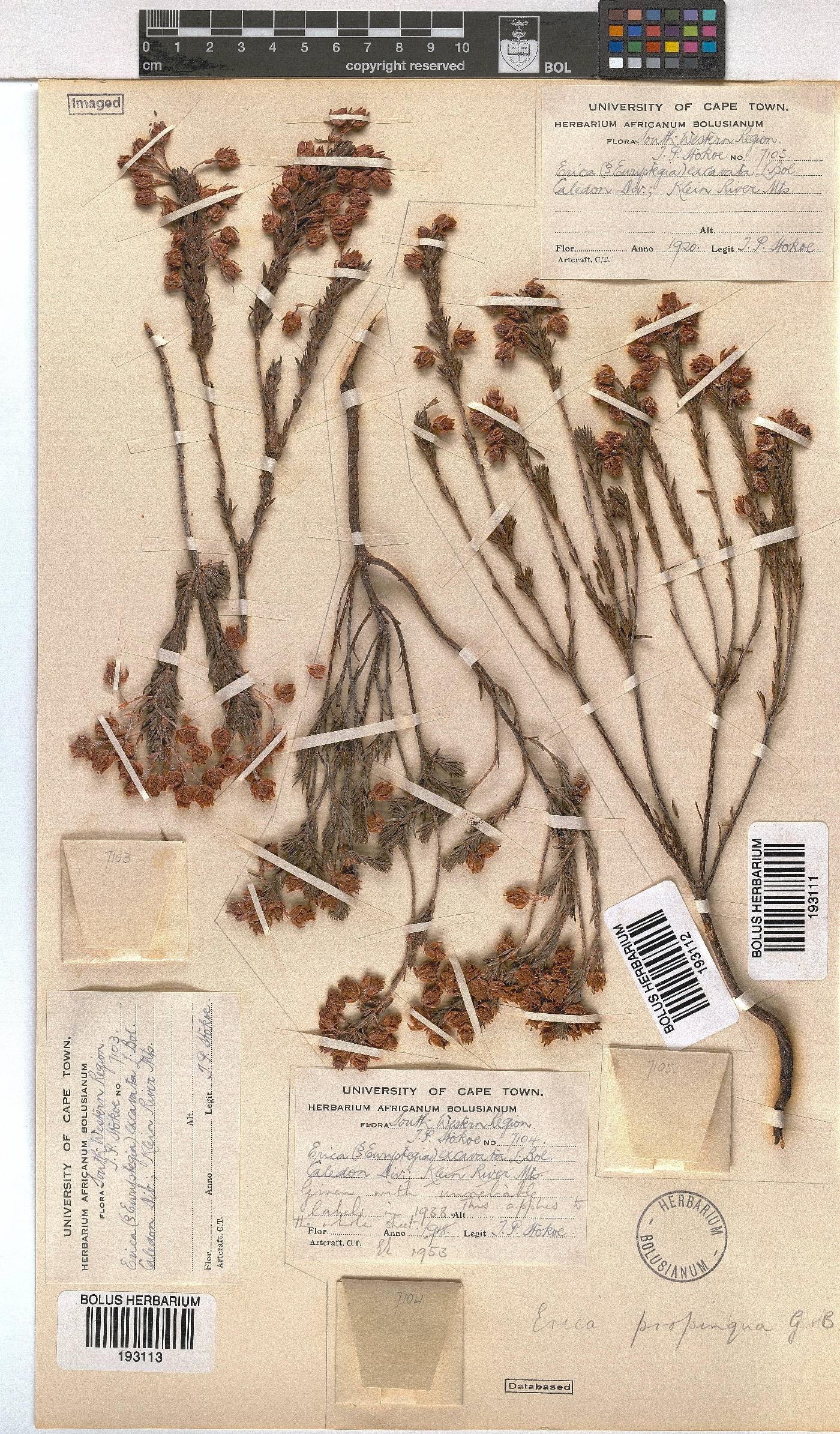 Erica propinqua image