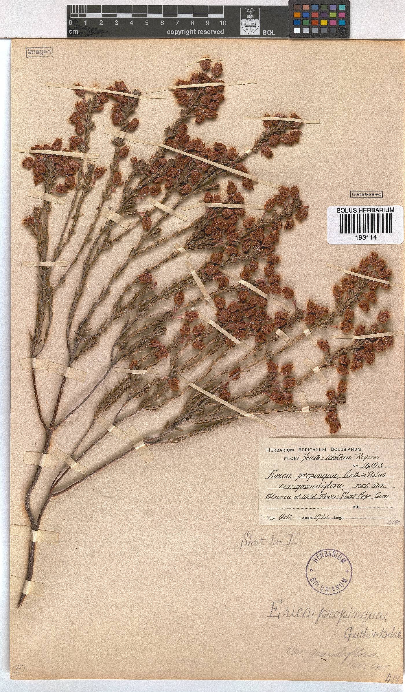 Erica propinqua image