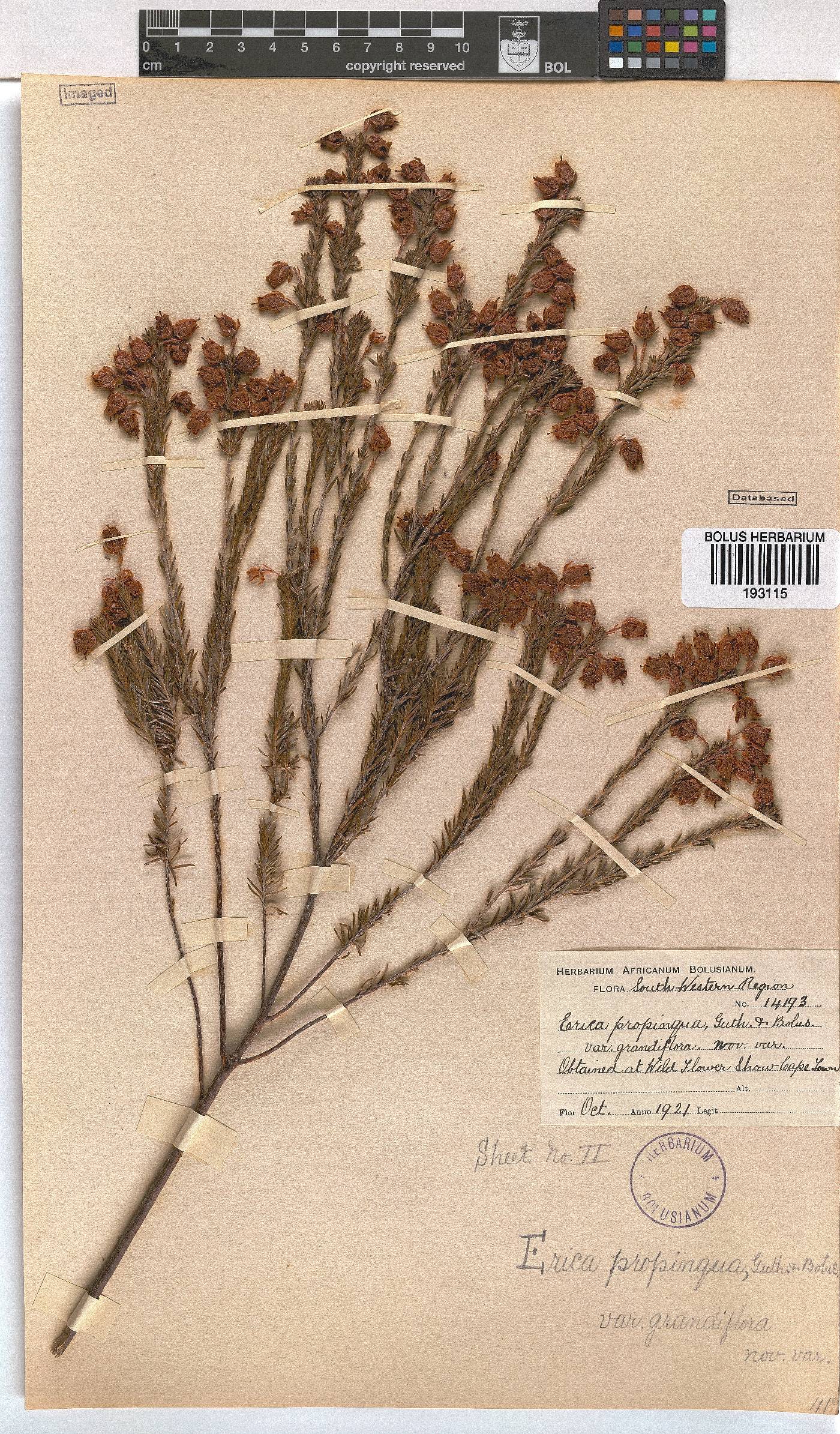 Erica propinqua image