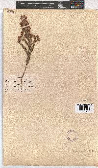 Erica propinqua image