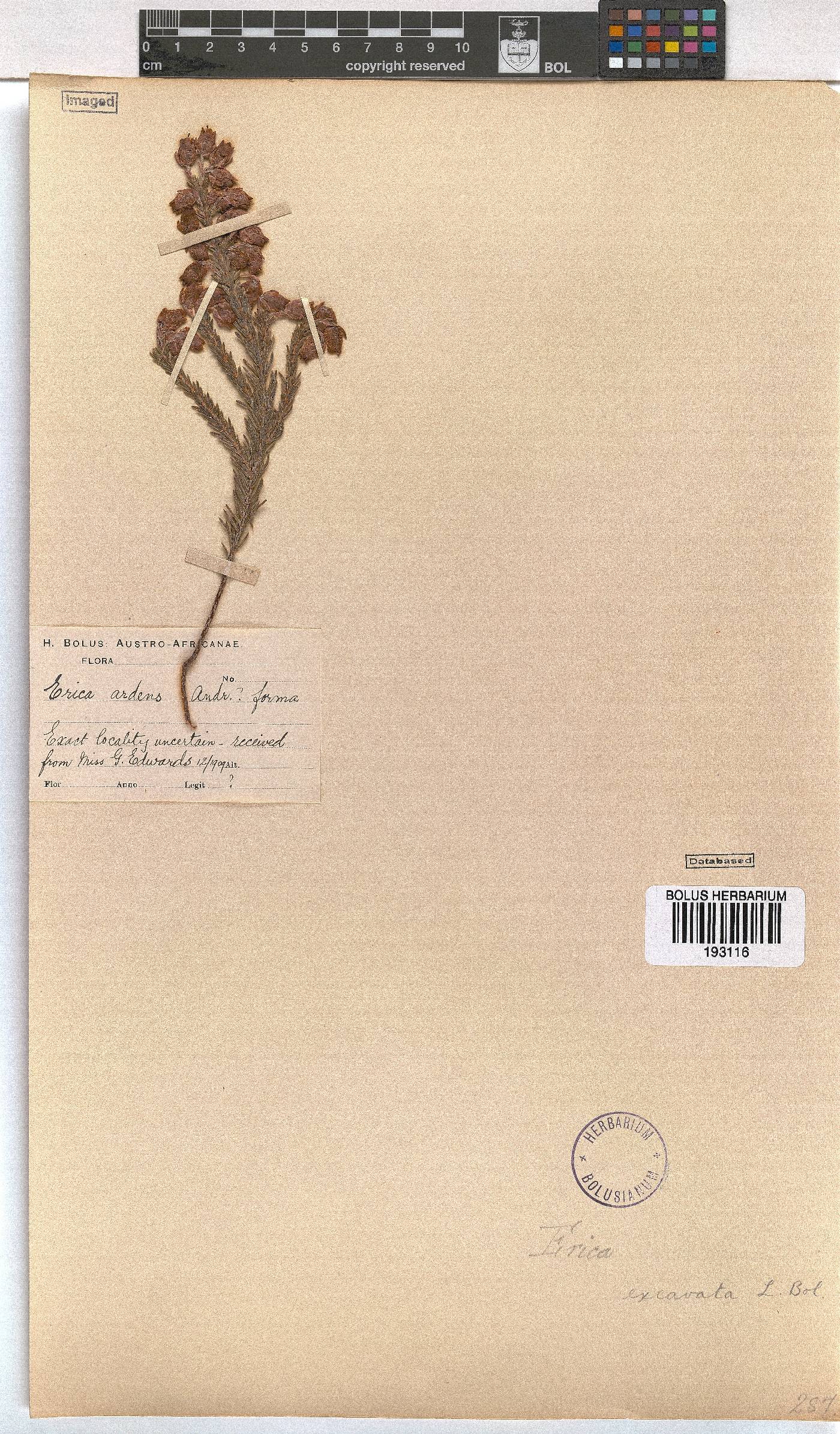 Erica propinqua image