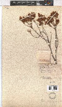 Erica propinqua image