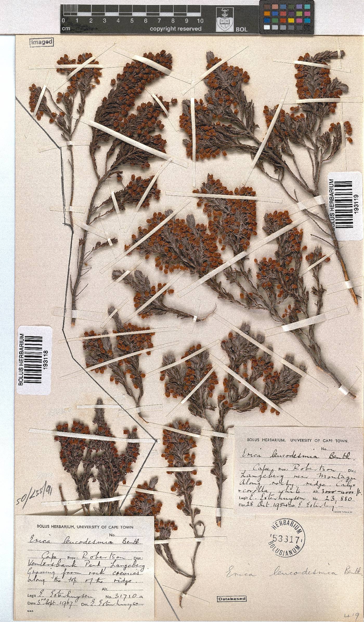 Erica leucodesmia image