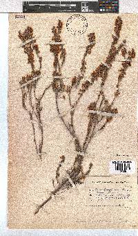 Erica leucodesmia image