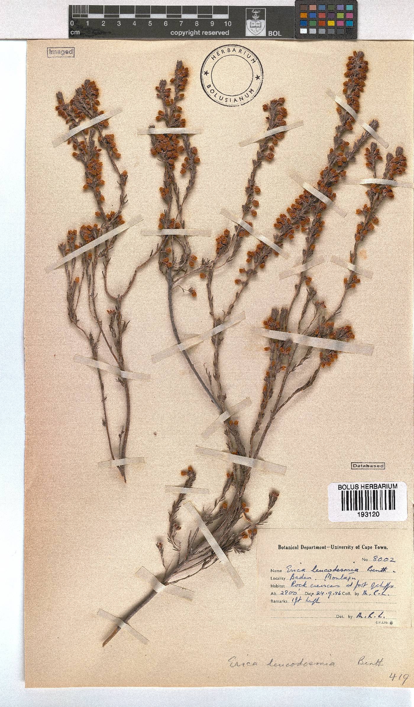 Erica leucodesmia image