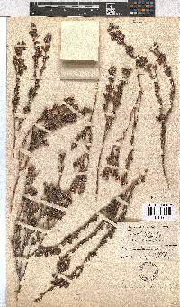 Erica leucodesmia image