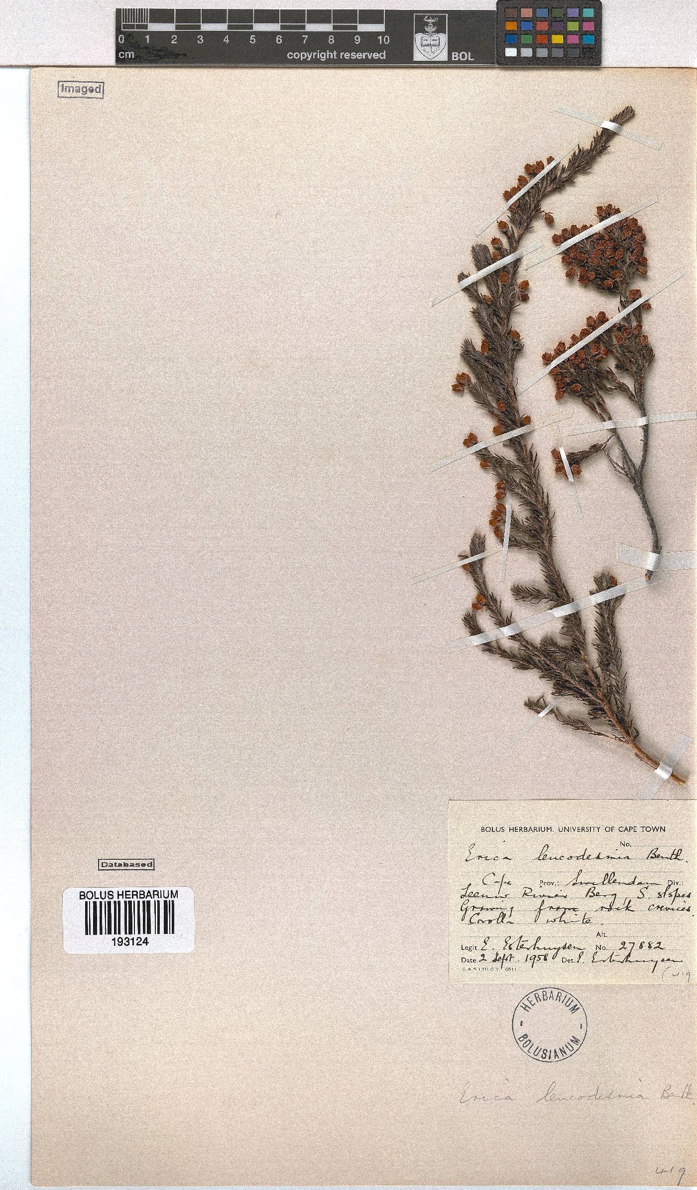 Erica leucodesmia image