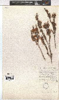 Erica leucodesmia image