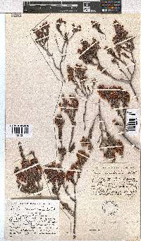 Erica leucodesmia image