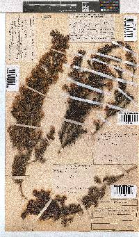 Erica triflora image