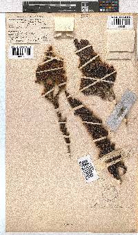 Erica triflora image