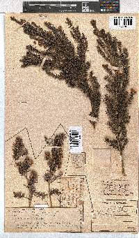 Erica triflora image