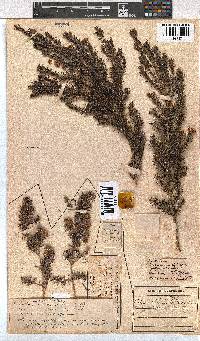 Erica triflora image