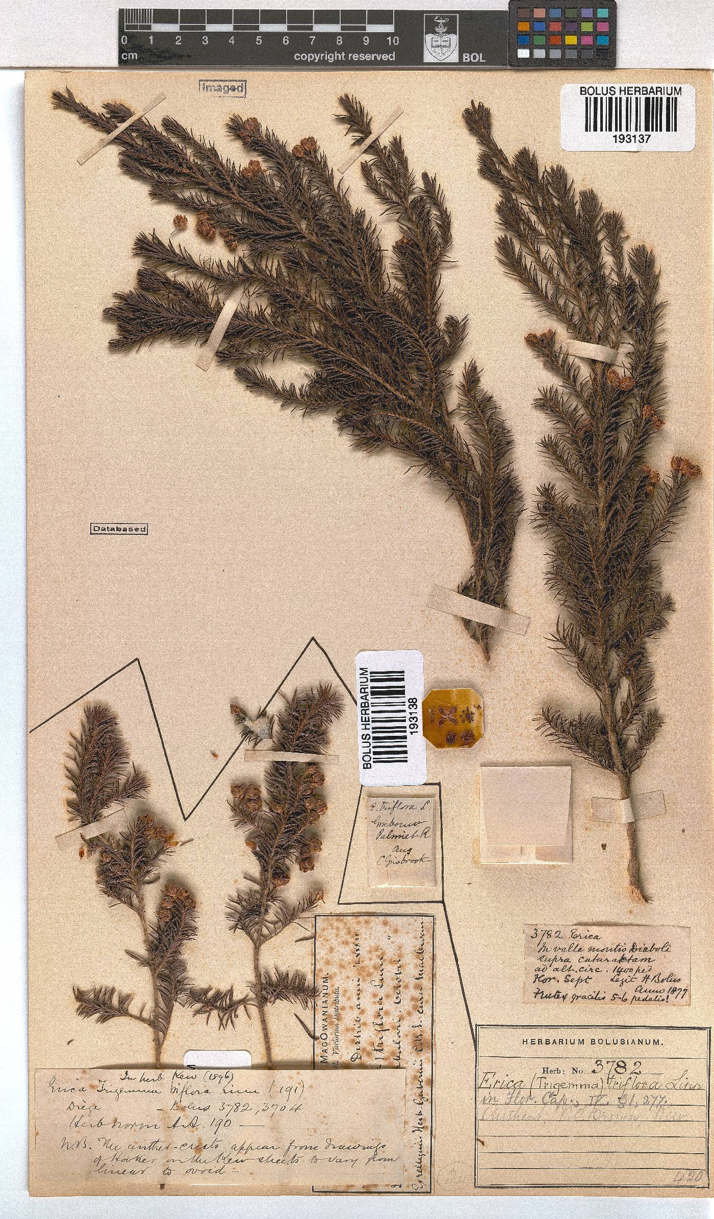 Erica triflora image