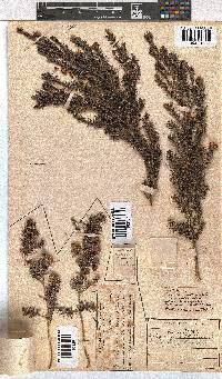 Erica triflora image