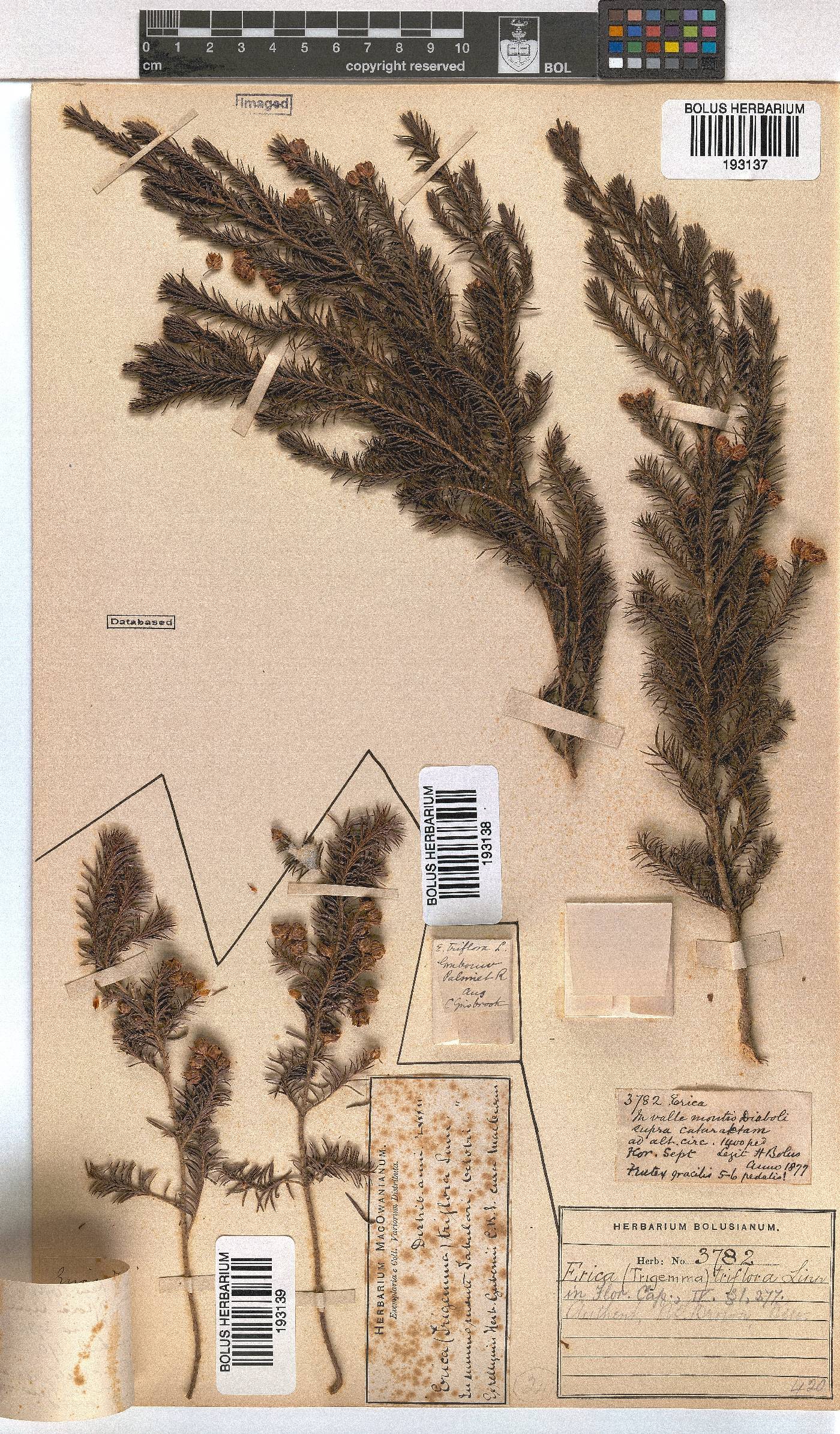 Erica triflora image