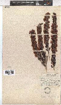 Erica triflora image