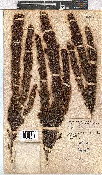 Erica triflora image