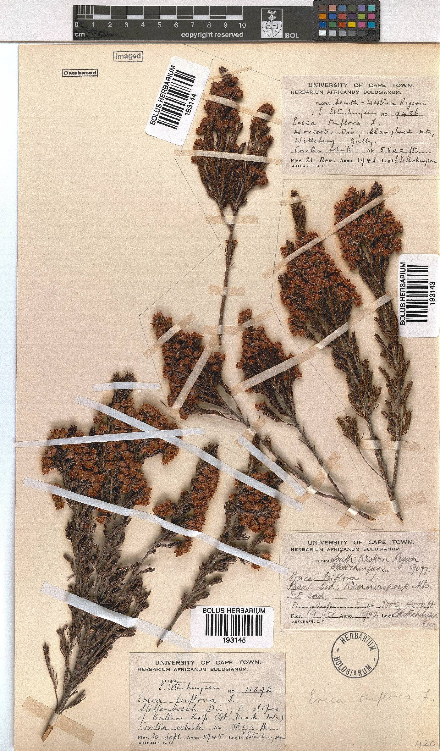 Erica triflora image