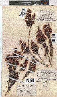 Erica triflora image