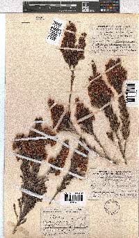 Erica triflora image