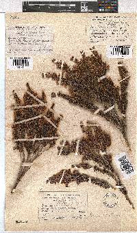 Erica triflora image