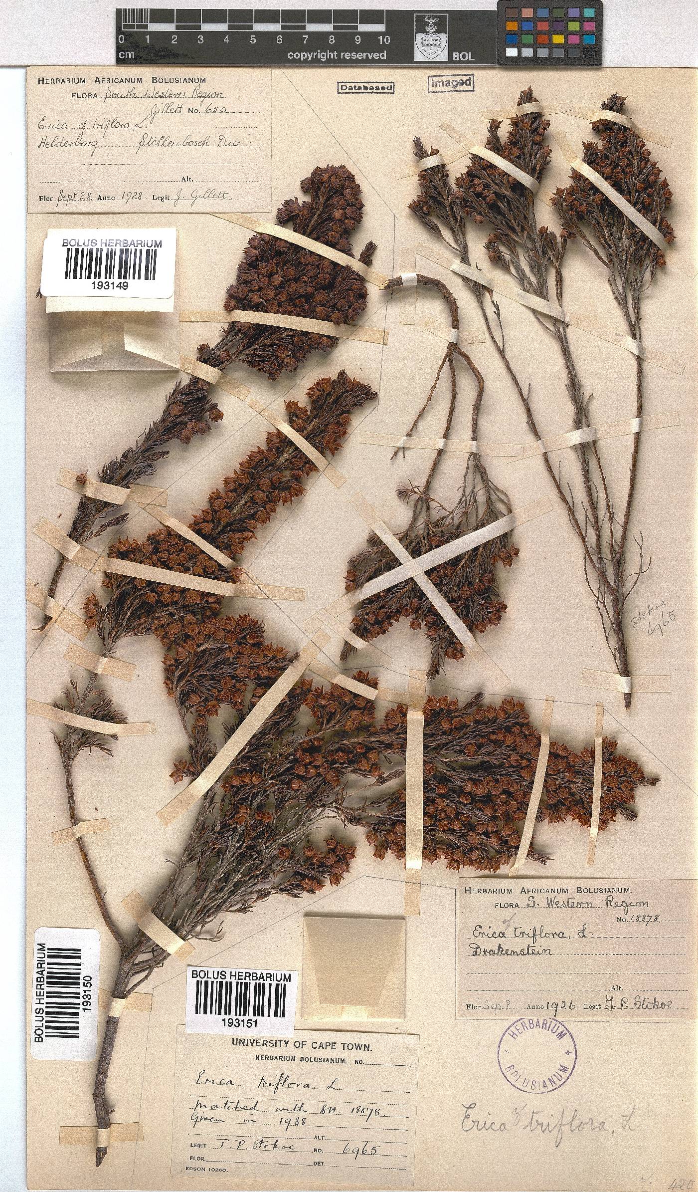 Erica triflora image