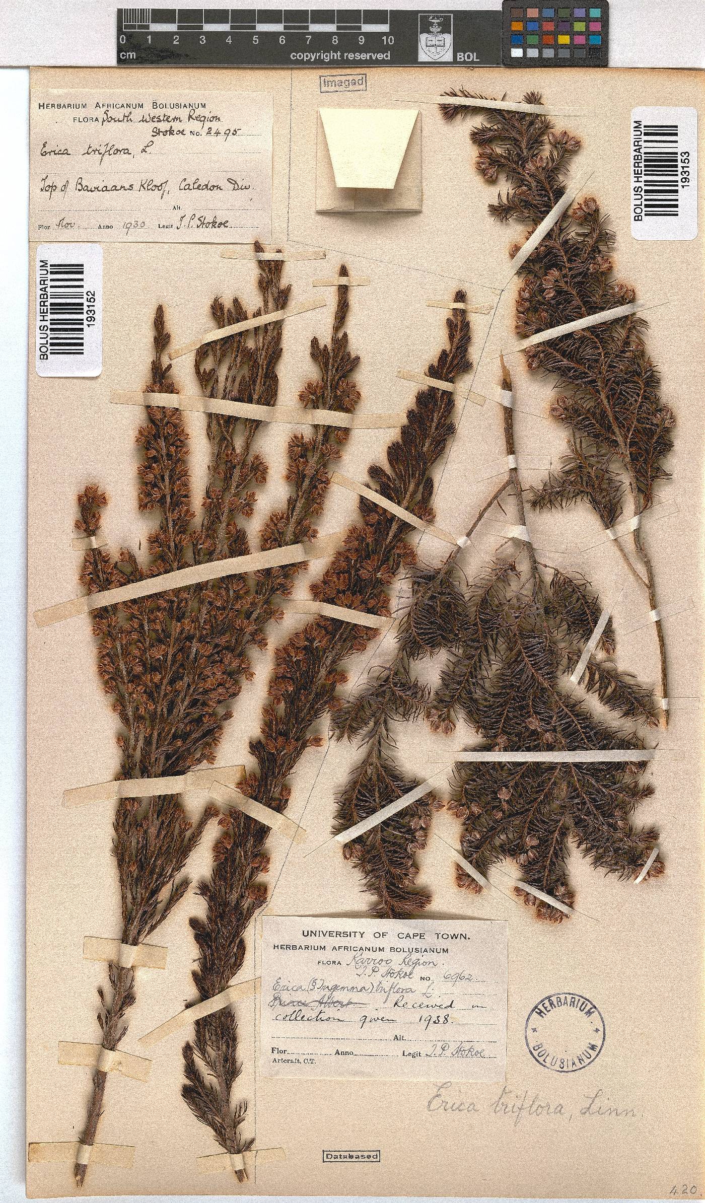 Erica triflora image