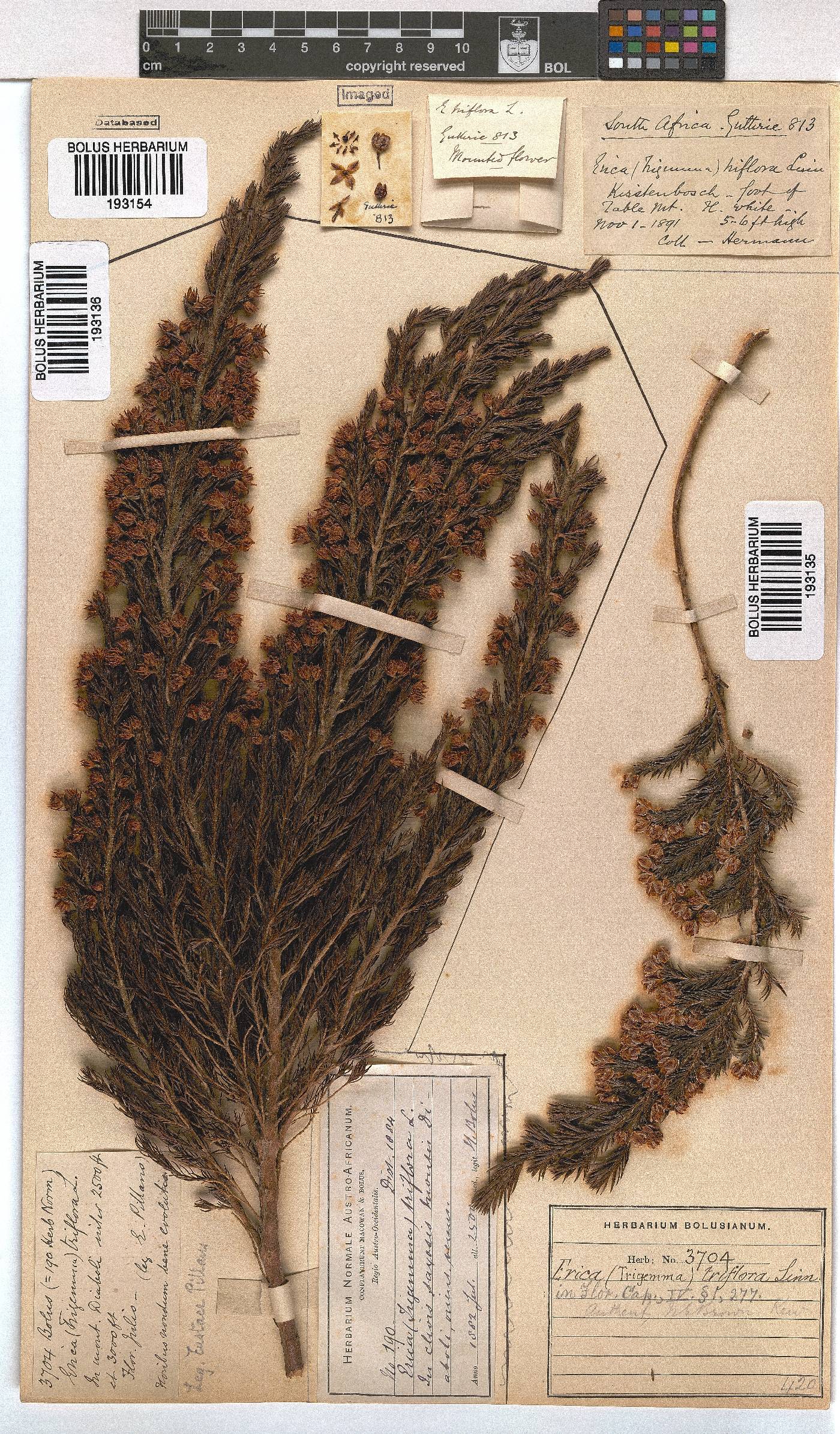 Erica triflora image