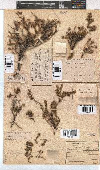 Erica depressa image