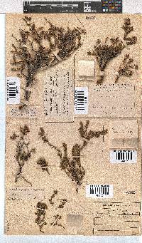 Image of Erica depressa