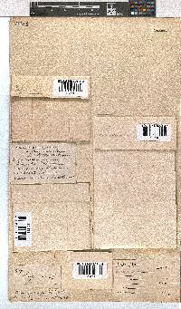 Erica depressa image