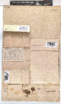 Erica depressa image