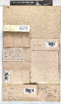 Erica depressa image