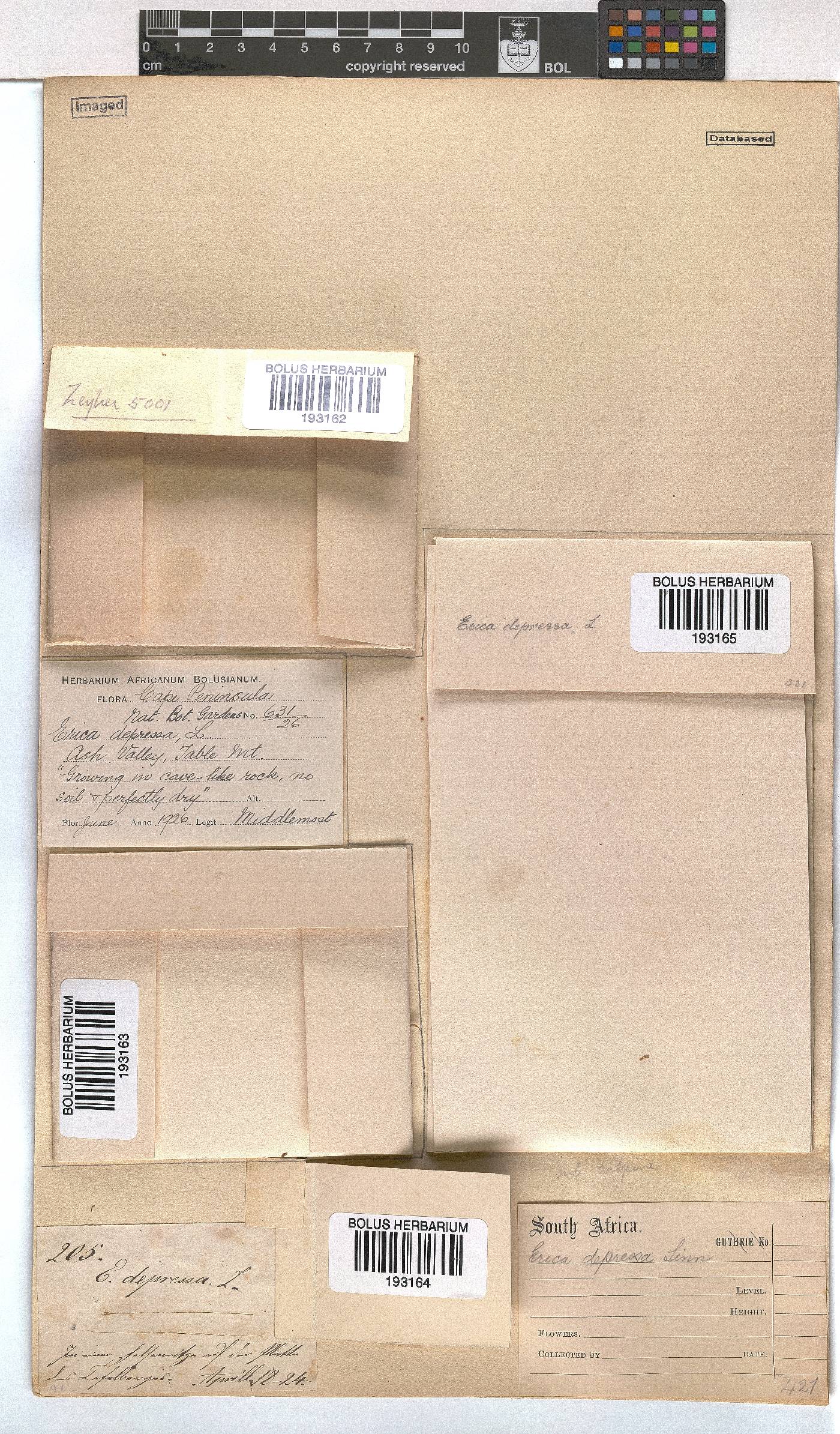 Erica depressa image