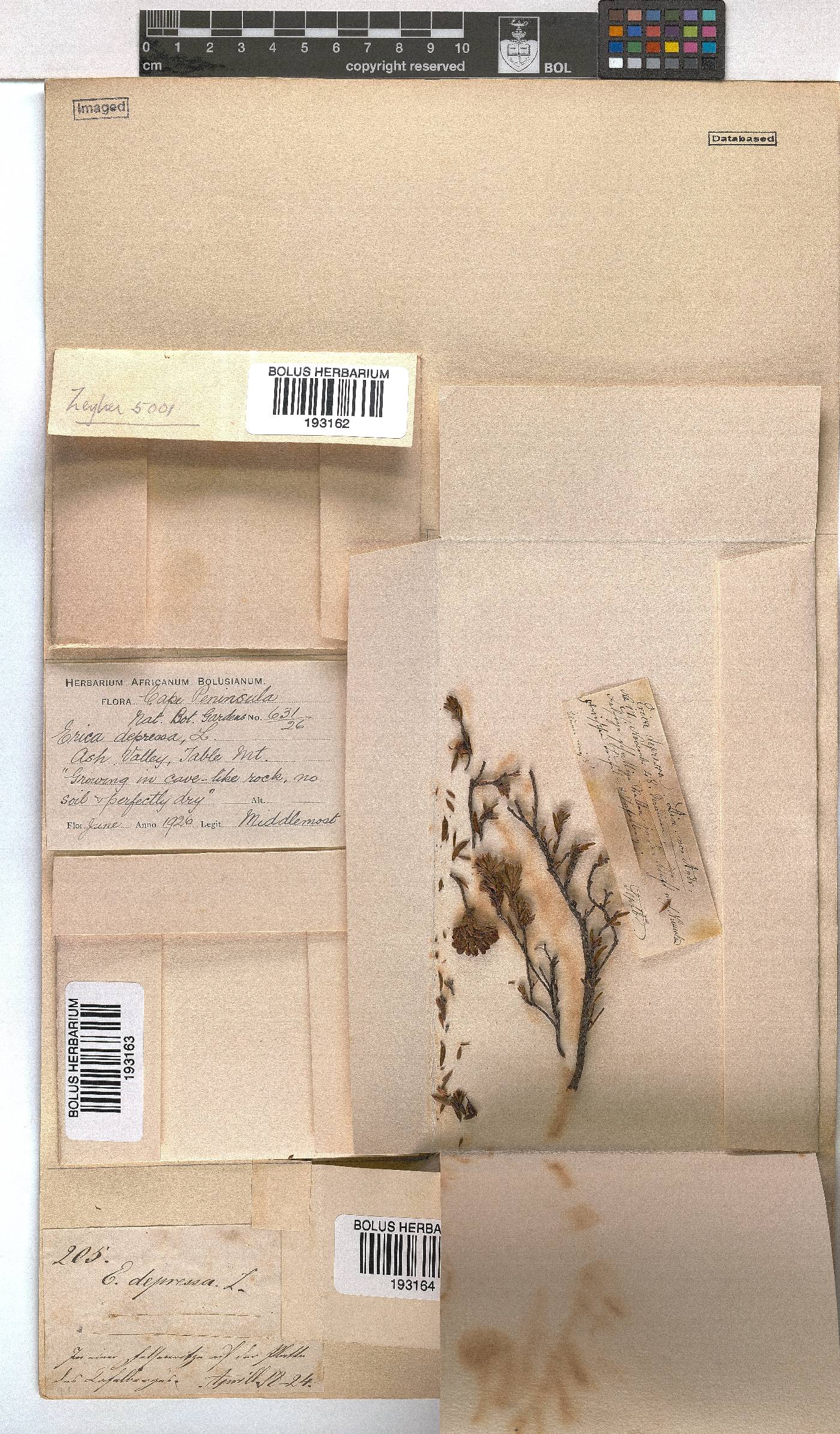 Erica depressa image