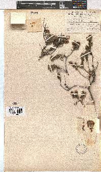 Erica depressa image