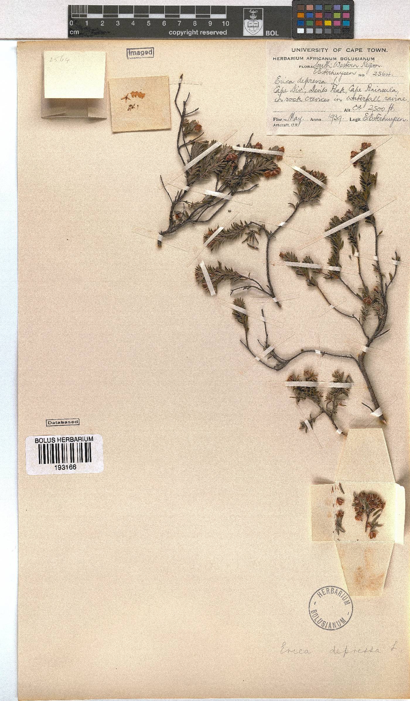 Erica depressa image