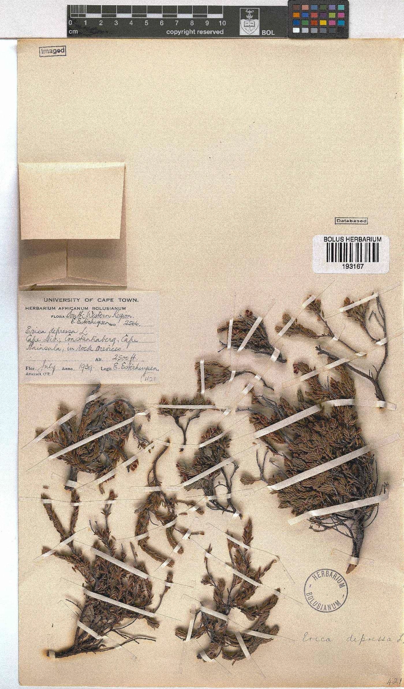 Erica depressa image