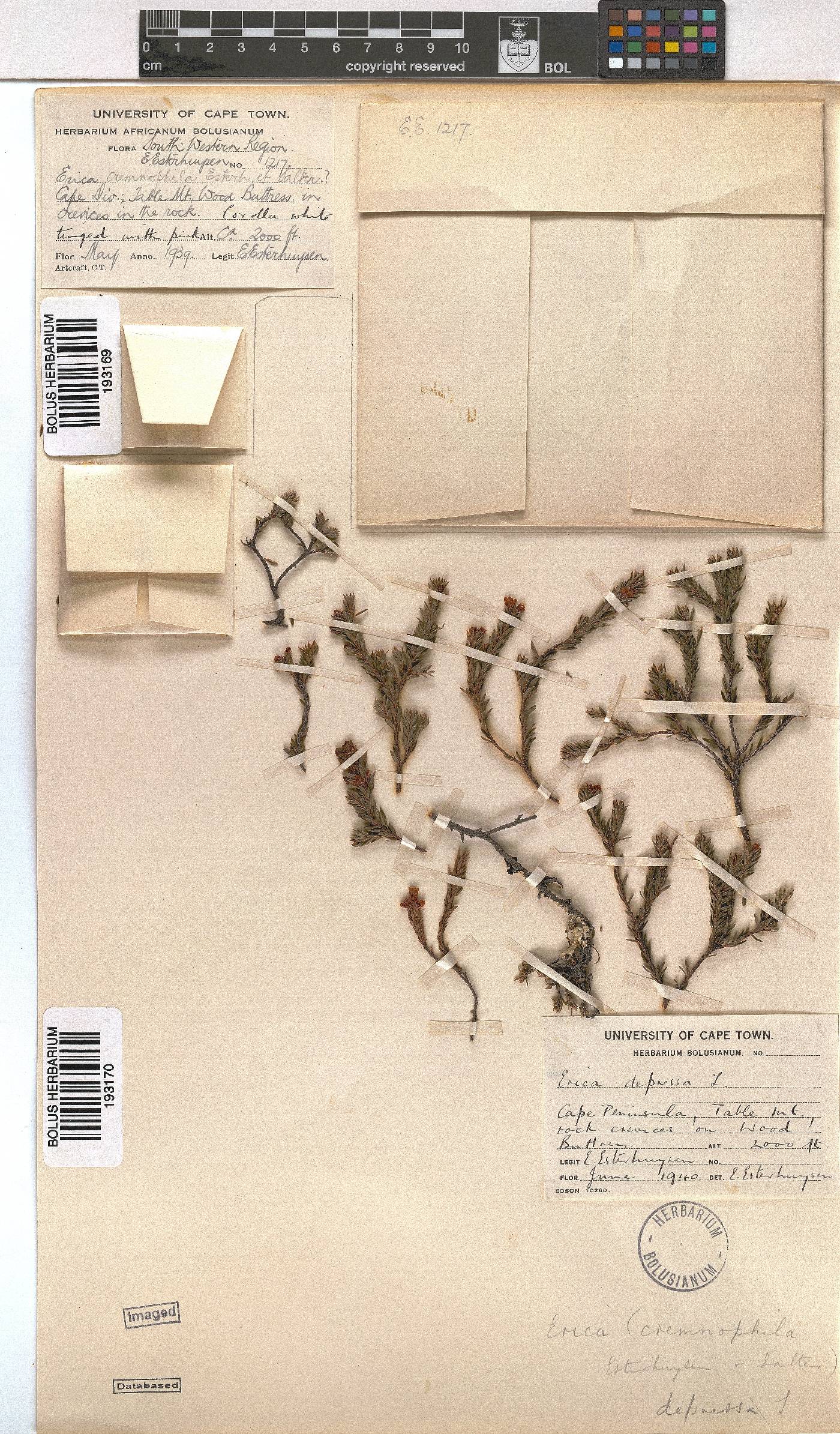 Erica depressa image