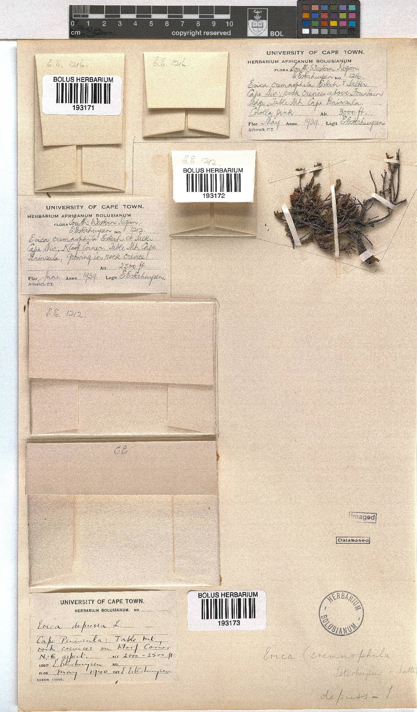 Erica depressa image