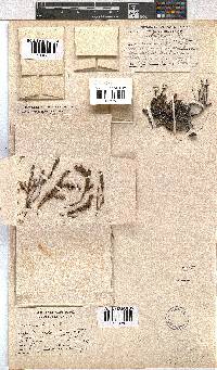 Erica depressa image